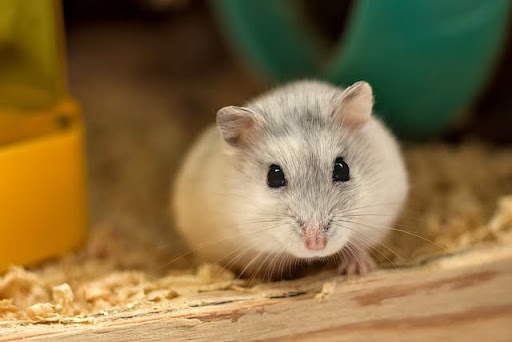 litière pour hamster