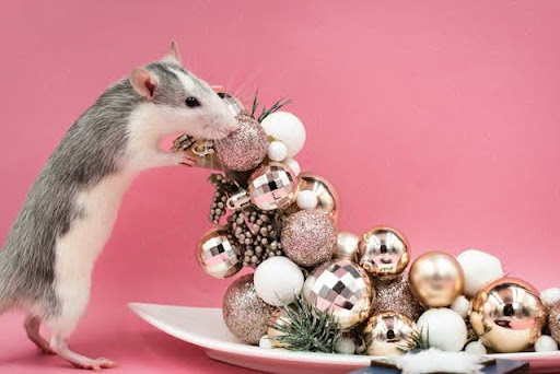 Litière pour rats